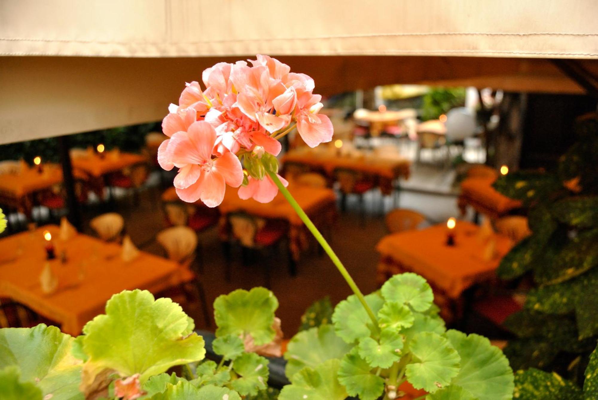 Hotel Hotel Fiorentino 2*
